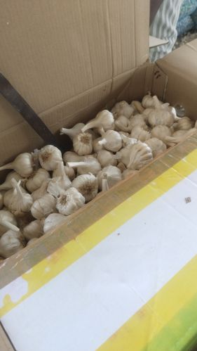 Organic Garlic, Color : White