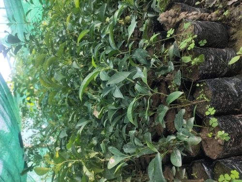 Orange, Packaging Type : Green