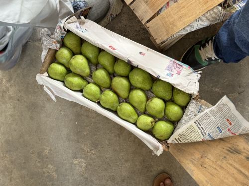 Organic Pear, Packaging Type : Green for Human Consumption
