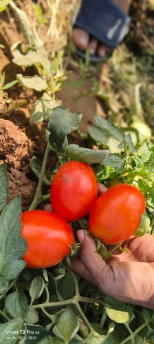 Tomato, Packaging Type : Red