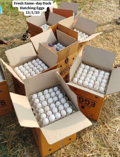 Duck Eggs, Color : Creamy, Packaging Type : Caret For Bakery Use, Human Consumption