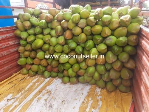 Organic Tender Coconut, Color : Green, Packaging Type : Plastic Sack, Carton Box, Packaging Size : Your Choice