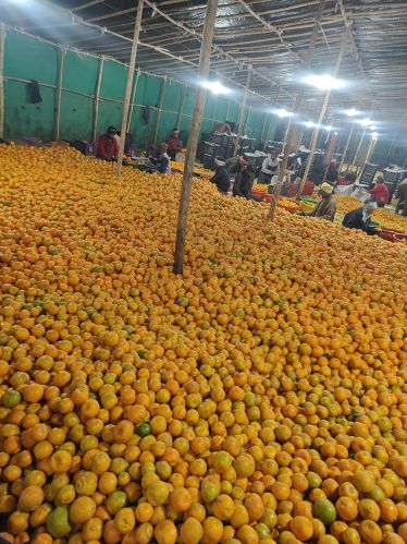 Fresh orange, Shape : Round, Packaging Type : Yellow for Juice, Jam
