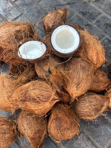 Semi Husked Organic Coconut, Color : Brown, Form : Solid, Speciality : Free From Impurities