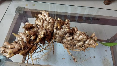 Fresh ginger, Packaging Size : 10kg, 20kg, 25kg, Form : Whole