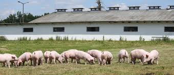 Pig Farming