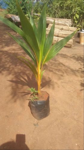 Coconut Tree Plants, Color : Green