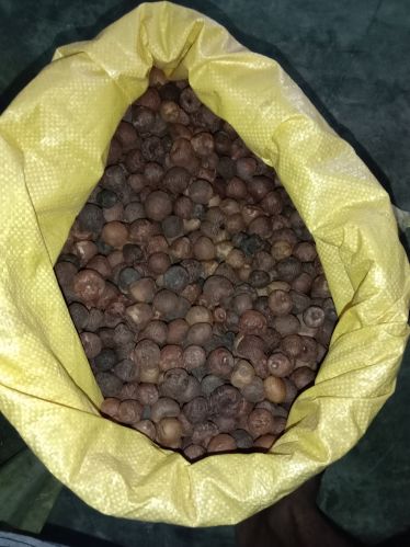 Solid betel nuts for Light Sweet