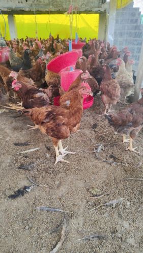 Vanaraja Chicken 2200 GMS