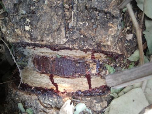 Red sandalwood, Packaging Type : Brown