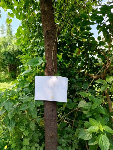 White sandalwood plant for Furniture