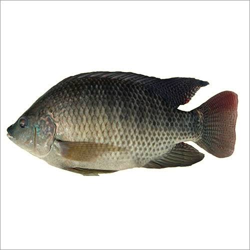 Tilapia Fish, Packaging Type : Grey, Freezing Process : Cold Storage