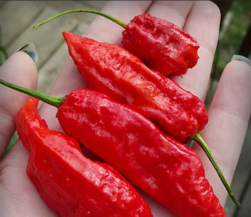 Organic Ghost Pepper, Color : Red, Grade Standard : Food Grade, Form : Whole