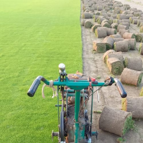 Shiv Nursery Mexican Grass, Color : Green, Natural-green