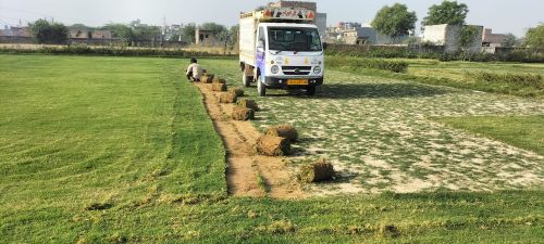 Natural Selection No 1 Grass, Packaging Type : Loose Packaging