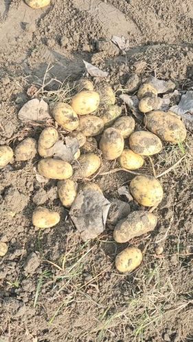 Potato, Cultivation Type : Natural Brown