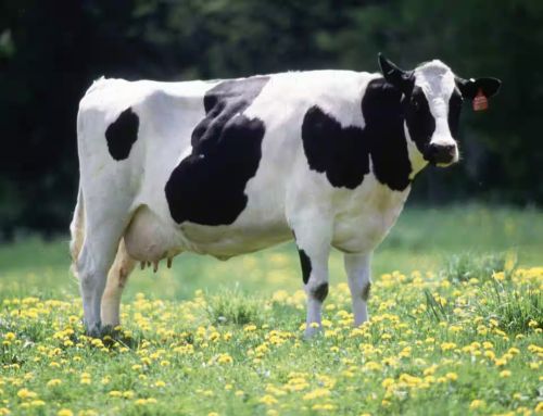 Jersey Cow, Color : Brown For Dairy Use, Farming Use