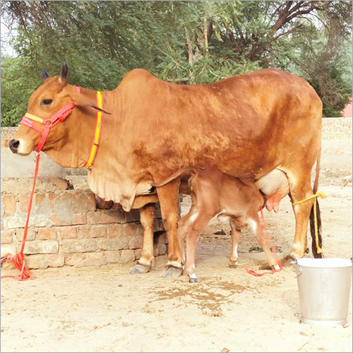 Rathi Cow, Color : White, Brown For Dairy Use, Farming Use