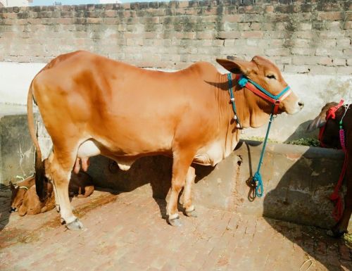 Sahiwal Cow, Color : Brown For Dairy Use, Farming Use