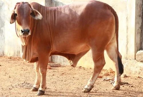 Sahiwal Heifer, Color : Brown For Dairy Production