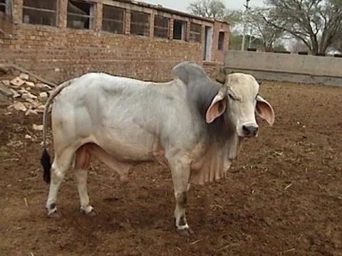 Tharparker Heifer, Color : White For Dairy Production