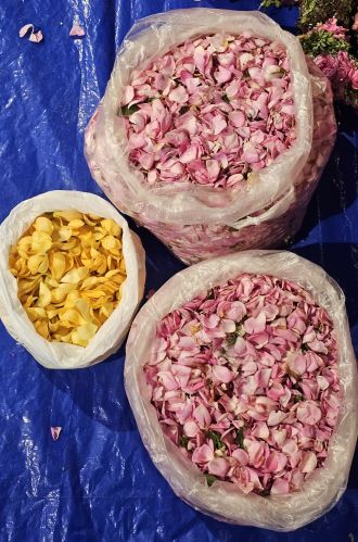 Natural FLOWER Panner Rose, Packaging Type : Pink for Decoration