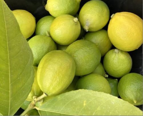 Lemon, Color : Light Green