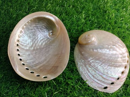 Abalone Shell Modern