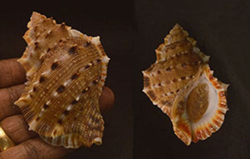 Polished Bufonaria Crumena Seashell Modern For Jewellery