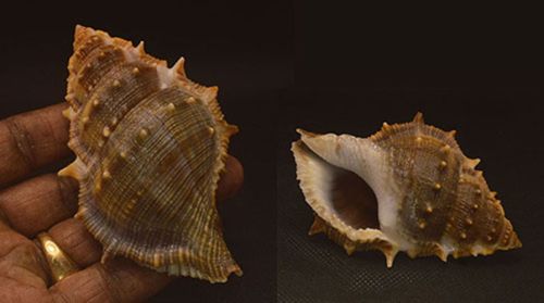 Polished Bufonaria Echinata Seashell Modern For Jewellery