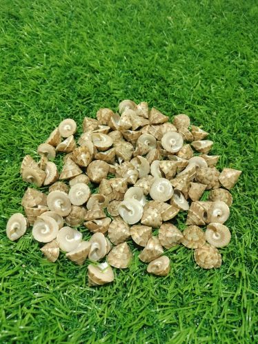 Polished Calliostoma Tranquebaricum Seashell For Decorative Items
