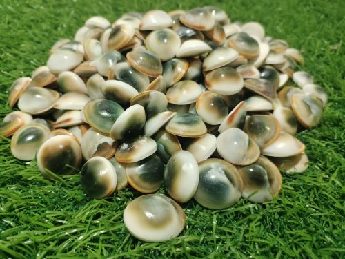 Gomathi Chakra Sea Shell (green) Modern