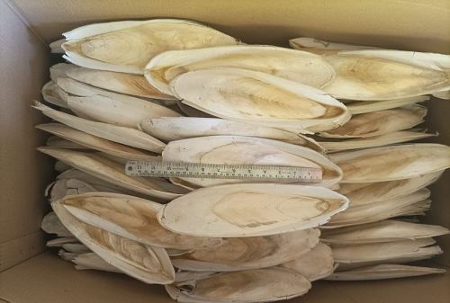 Dried 8-12 Inch Cuttlefish Bone, Color : Off White, Packaging Type : PP Bag, Packaging Size : 1kg