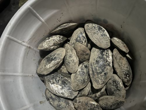 Mussels for Household, Mess, Restaurant