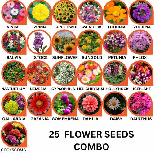 25 Flower Seeds Combo Pack Natural, Packaging Size : 100gm For Agriculture