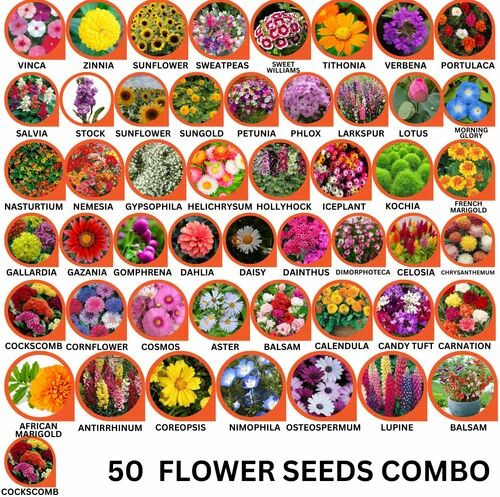 50 Flower Seeds Combo Pack Natural, Packaging Type : PP Bags, Packaging Size : 100gm