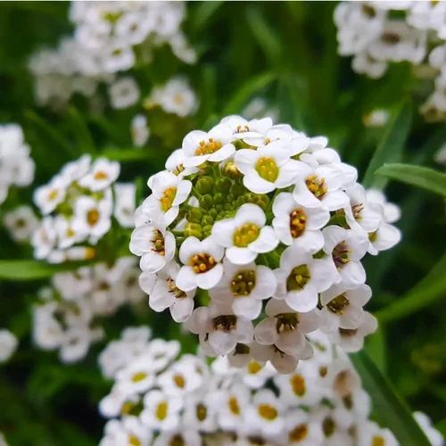 Natural Alyssum Flower Seeds, Color : White, Packaging Type : PP Bags, Packaging Size : 500gm