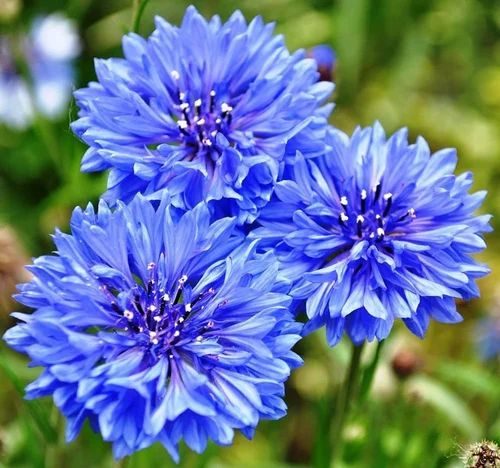 Natural Blue Corn Flower Seeds, Packaging Type : Packet, Packaging Size : 100gm For Plantation