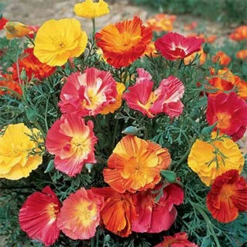 Natural California Flower Seeds, Color : Multicolor, Packaging Type : PP Bags, Packaging Size : 500gm