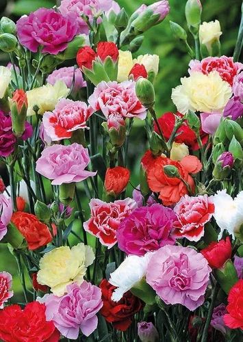 Natural Carnation Flower Seeds, Color : Multicolor, Packaging Type : PP Bags, Packaging Size : 100gm