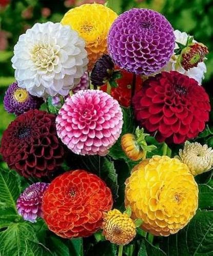 Natural Dahlia Flower Seed, Color : Multicolor, Packaging Type : PP Bags, Packaging Size : 100gm