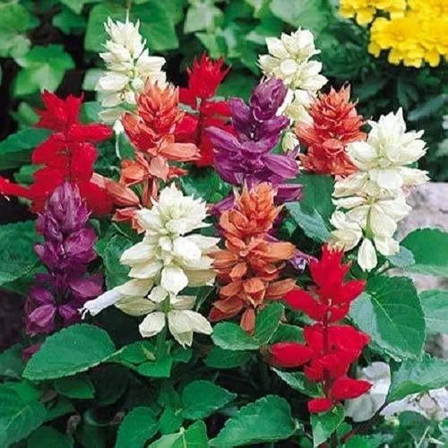 Natural Salvia Flower Seed, Color : Multicolor, Packaging Type : PP Bags, Packaging Size : 500gm