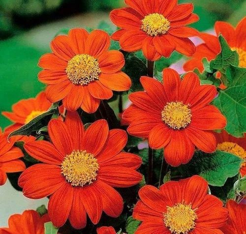 Natural Tithonia Flower Seeds, Packaging Type : PP Bags, Packaging Size : 500gm For Plantation