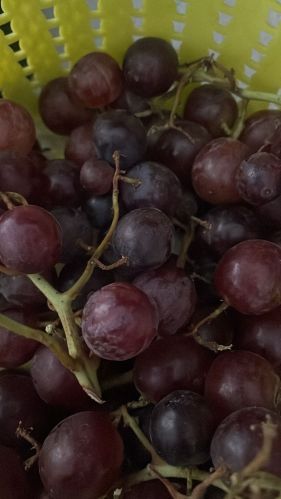 Flame Seedless Grapes for Human Consumption