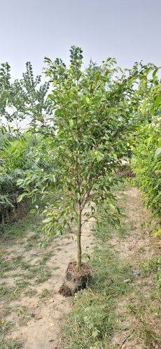 Green Ficus Plants For Garden, Plantation