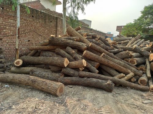 Natural Arjun Wood Logs, Color : Brown For Making Furniture