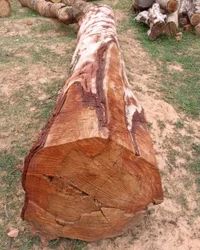 Red Arjun Wood Logs, Shape : Round For Making Furniture