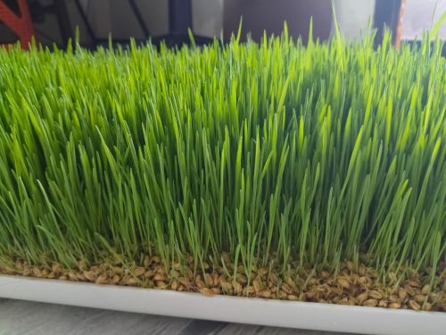 Natural Wheatgrass, Color : Green for Mix With Water, Smoothies