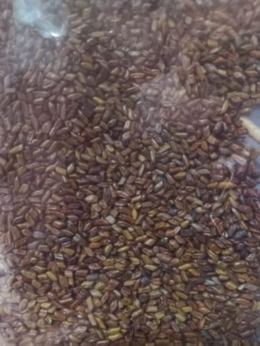 Brown Organic Cassia Tora Medicine Grade