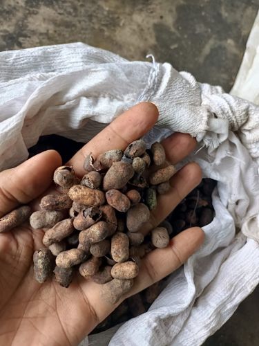 Brown Jamun Seed, Seed Type : Dried, Packaging Type : Packet